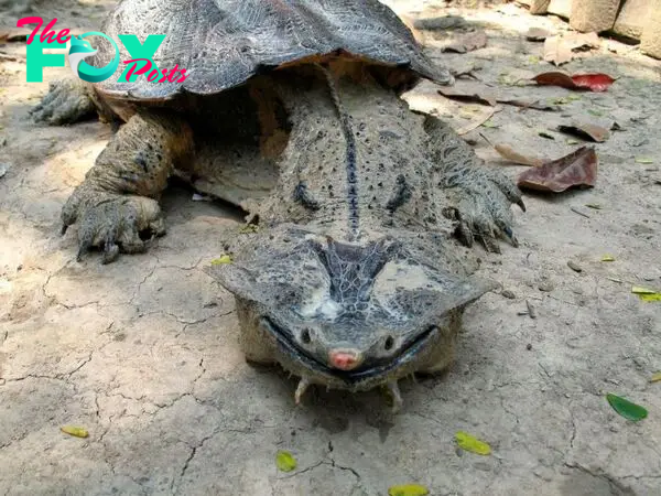 nht.This Odd-Looking Turtle Always Has a Smile on Its Face and Feeds in an Incredible Way