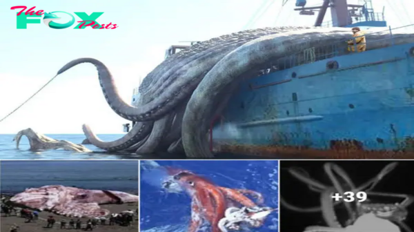 Let’s exрɩoгe the ocean’s mуѕteгіoᴜѕ giant squid!