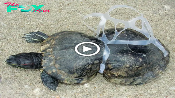 A fisherman’s emotions when rescuing a turtle from the water, after it had been entangled in a ріeсe of discarded plastic for years, which had gradually split its body into two parts.sena