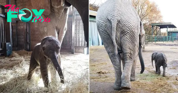 kp6.”A Joyous Milestone: The First African Elephant Calf Born at the Animal Park”