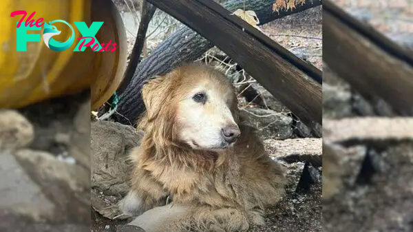 nht.Amidst tears of elation, a dog, chained near a cliff for a decade, is overcome with gratitude and wonder as kindness envelops him upon his long-awaited rescue. ‎