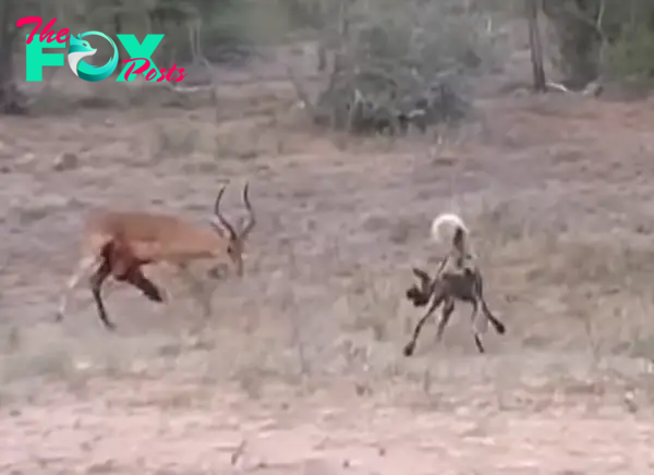 Emotional Battle: Injured Impala’s Desperate Fight for Survival Against a Pack of Hungry Wild Dogs in Harrowing Scene