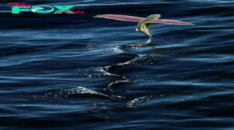 f.Beautiful moment captured by fishermen when flying fish has the ability to glide in the air for an incredible 45 seconds.f