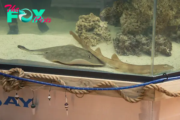 Pregnant Stingray With No Male Companion Has a ‘Reproductive Disease,’ Aquarium Says