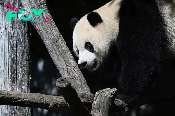 Coming to America: What We Know About Giant Pandas Arriving in the U.S.