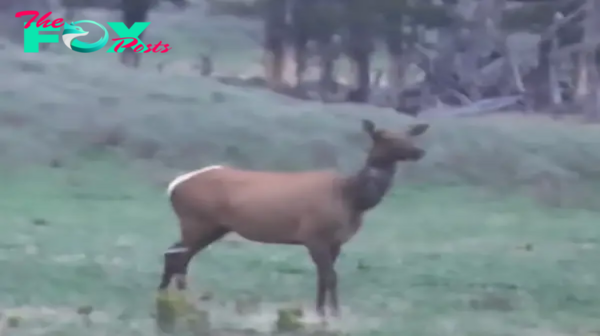 Heartbreaking Scene: Yellowstone Black Bear Savagely Mauls Elk Calf While Desperate Mother Elk Watches Helplessly From a Distance