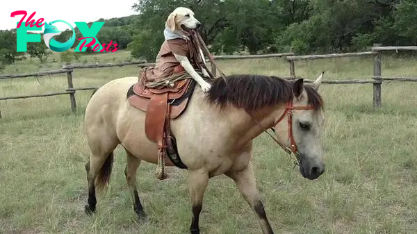 NN.”In the midst of California’s stunning landscapes, Kiny, a remarkably clever dog, enchants onlookers with her daily ritual of riding alongside her beloved horse, transforming ordinary moments into captivating displays that linger in memory.”