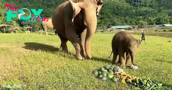 kp6.Adorable Moment: Mama Elephant Guides Calf in Pumpkin-Smashing Mastery.