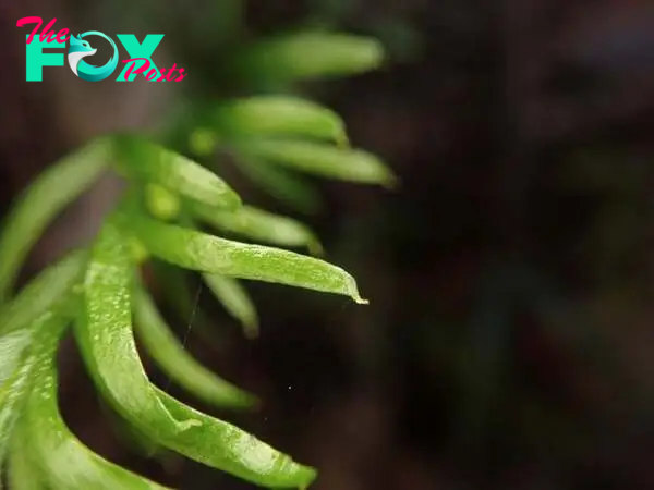 Humble fern from New Caledonia boasts world's largest genome