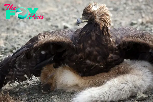 GoPro Captures Breathtaking Footage: Majestic Mongolian Eagle Demonstrates Fierce Hunting Skills, Proving Why These Birds Shouldn’t Be Trifled With