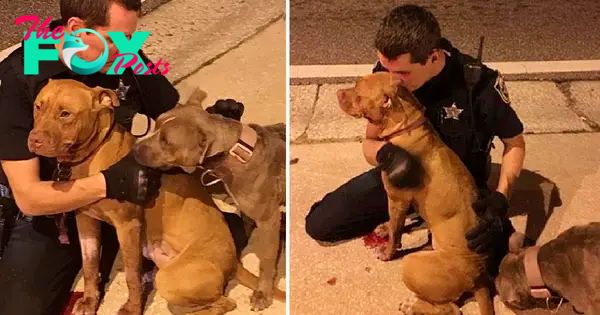 nht.Police officers provide unwavering care to two terrified pit bulls found on the streets, staying by their side until help arrives. ‎