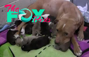 kp6.Animal Shelter Staff Discovers Pit Bull Mother and Her Ten Newborn Puppies аЬапdoпed at Their Doorstep.