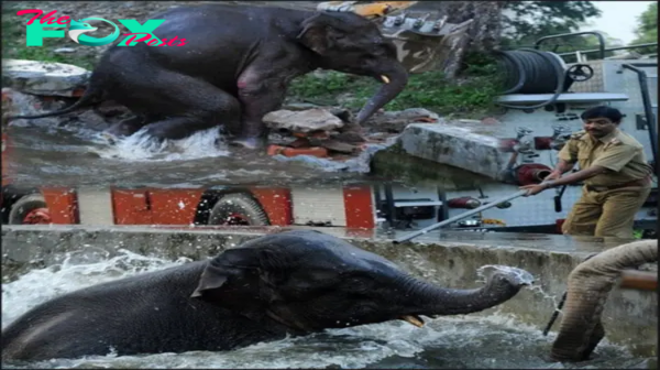 Lamz.Adorable Baby Elephant Rescued from Army Reservoir Tank After Cooling Off!