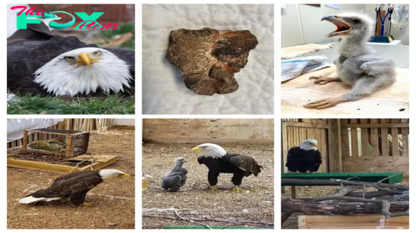 LS ‘A bald eagle named Murphy went viral for adopting a rock at a Missouri bird sanctuary. Now, he’s a foster father to an orphaned eagle chick. ‎”