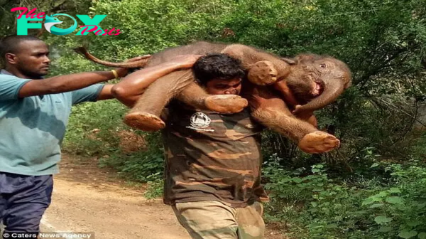 kp6.Heartwarming Act of Kindness: Man Carries Orphaned Baby Elephant, Inspiring Animal Lovers Everywhere.