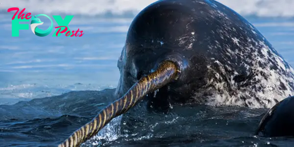 LS LS ”Narwhals Can ‘See’ Unlike Any Other Animal on Earth”