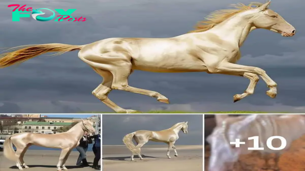 The Dazzling World of the Akhal-Teke Horse: Golden Majesty in Motion.