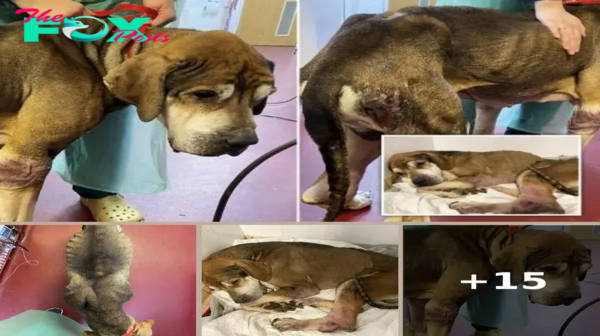 Starving dog so thin he couldn’t stand or walk is found in park