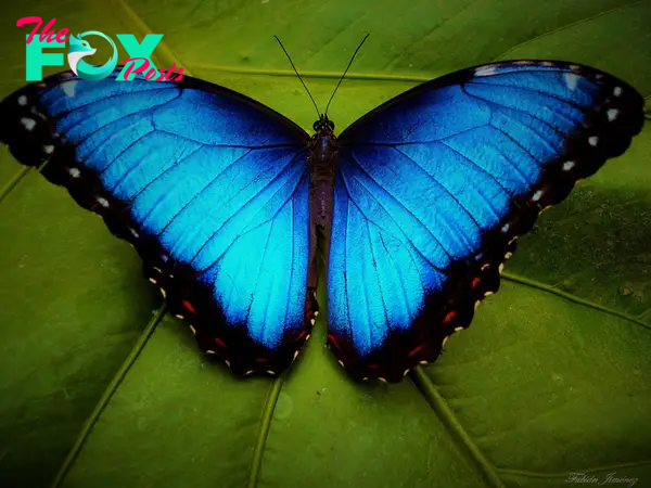 Fluttering Jewels: Exploring the Enchanting World of Butterflies H16