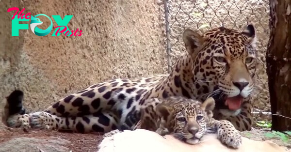 SA.**Fort Worth Zoo introduces tiger cubs: Adorable video introduces cute new member**.SA