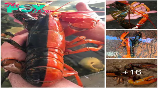 This unusual Maine lobster, bi-colored in red and black, is considered “1 in 50 million”