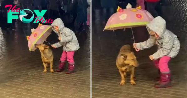 f.The stray dog ​​shivered in the pouring rain and decided to use an umbrella to shield him.f
