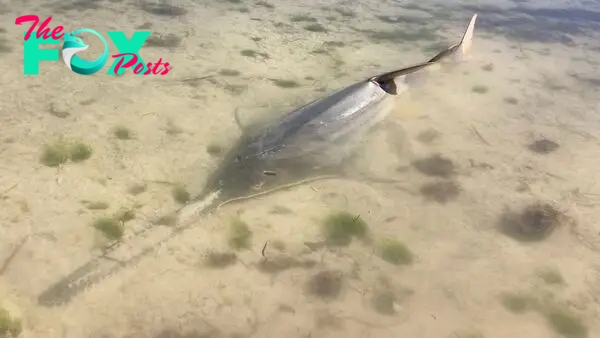 Florida's smalltooth sawfish mass die-off mystery deepens as lab results provide no clues