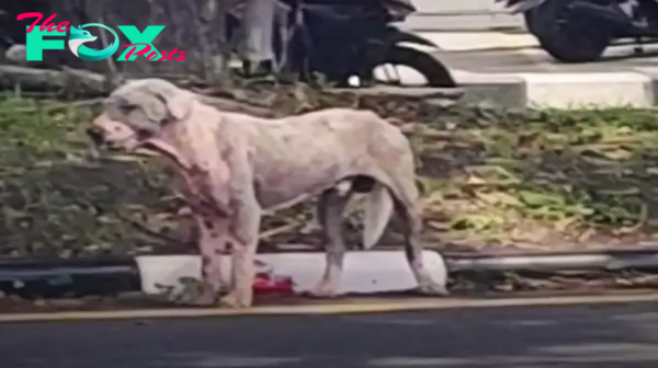 Shivering with heat and shivering from the cold, an exposed hairless dog is rescued from a gas station, evoking a mix of relief and deep empathy