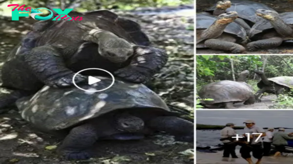 Diego the 100-year-old tortoise who saved his species by fathering 800 babies has retired.hanh