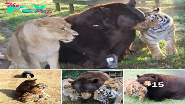 Amazing! The strangest friendship in the world! Meet Baloo the brown bear, best friend of lion Leon and tiger Shere Khan after the trio bonded together as children