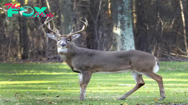 “Dancing with Nature: The Enigmatic Elegance of Deer”H12