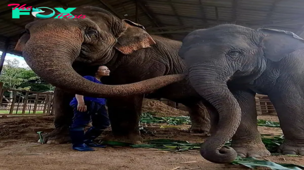 kp6.Embracing Freedom: Young Elephant Liberated from Circus Captivity.