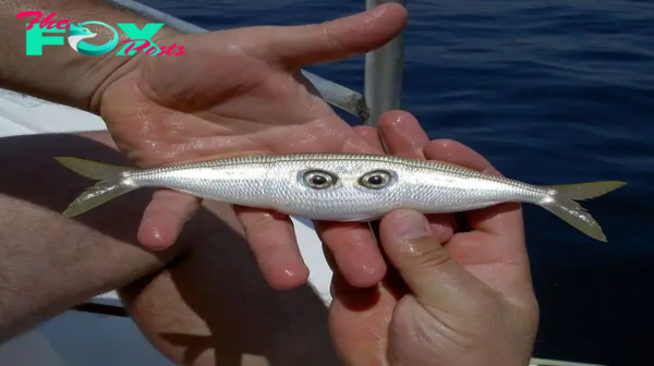 LS LS ”Austin’s Extraordinary Catch: One-of-a-Kind Fish with Two Eyes, Two Tails, and Remarkable Speed Stuns the World.”