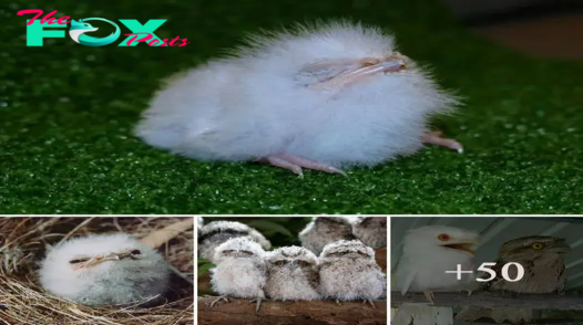 Man finds “fluff ball” on the ground and discovers it is a rare baby bird