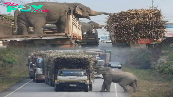 Elephants’ Sweet Indulgence: Sugar Cane Frenzy at a Roadside Stop