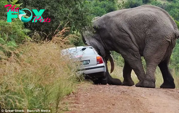 kp6.Visitors in ѕһoсk as Elephant Flips Car at South African Safari Park.