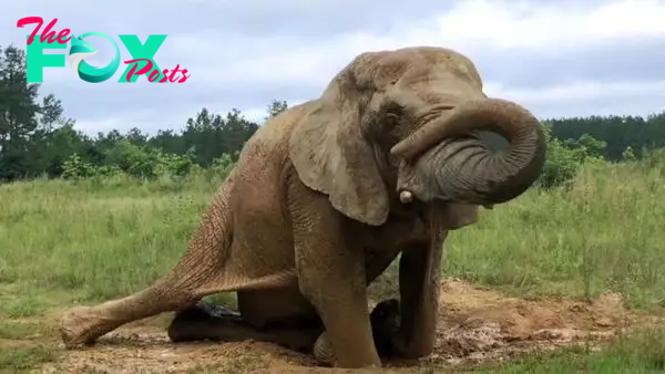 kp6.Sunlit Summer Days Delight Elephants at Tennessee Sanctuary.