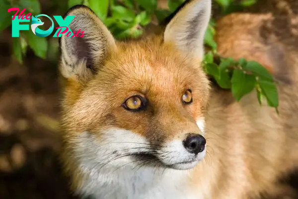 The Intriguing World of Foxes: Intelligence, Adaptability, and Conservation H16