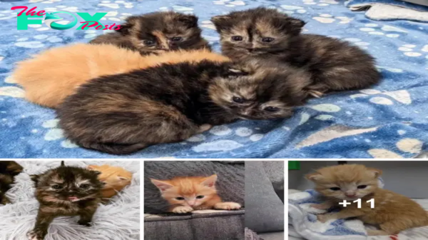 SOT.”Small Lives Transformed: How Kindness Gave Four Lost Kittens a Loving Home”.SOT