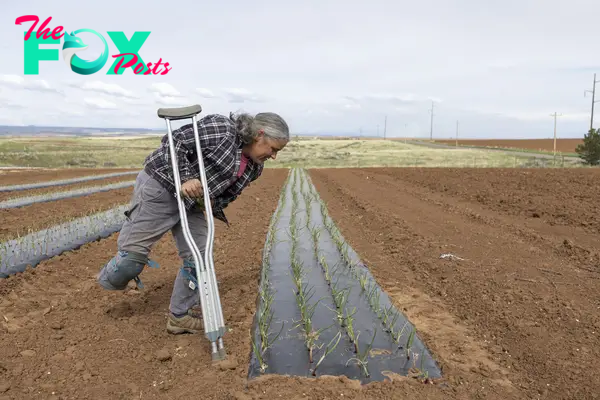 A car crash devastated a Colorado farming family. Amputation turned it around.