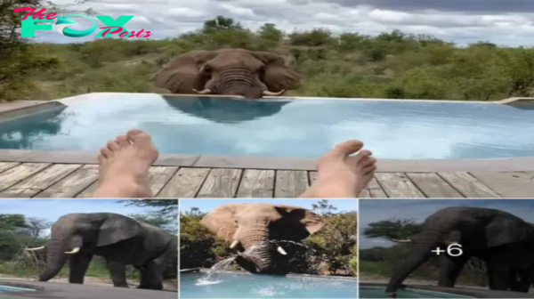 Elephants’ Surprise Visit Delights Guests at Botswana Lodge.hanh