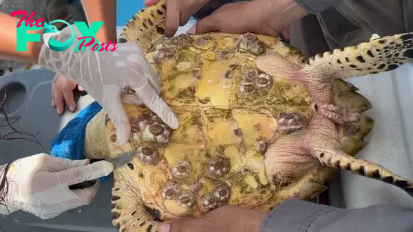 f.Footage shows sea turtles being protected from the dangers of barnacles in an unprecedented operation.f