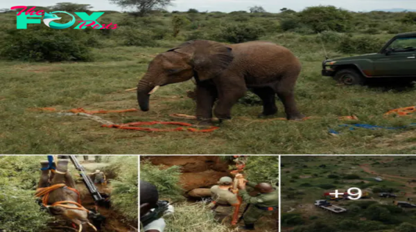 Dramatic Rescue: Elephant Trapped 45 Feet Deep in a Well Fights for Survival.hanh