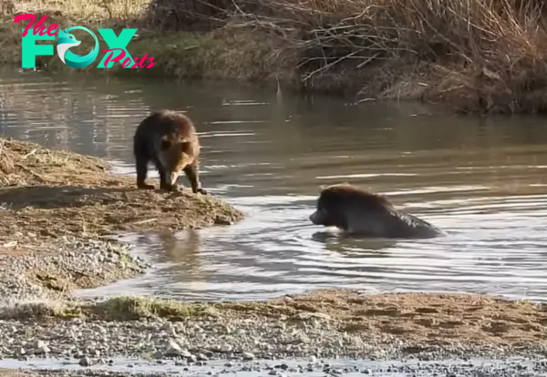 Dramatic Footage Shows Two Bears Being Chased Off by a Bison Herd in Yellowstone: Tourists Warned Not to Approach for Selfies as Grizzlies Flee from the Horned Giants