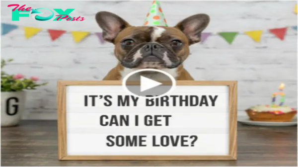 Lamz.Whispers of Joy: A Lone Pup’s Birthday Echoes in Silence