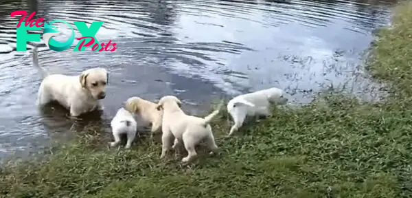 NN.Behold the heartwarming scene as the father of six delightful Labrador puppies assumes the mantle of swimming instructor, tenderly guiding his progeny through the waters with a blend of patience and affection, ensuring they embark on their aquatic voyage filled with confidence and exuberance.