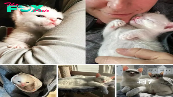 SOT.Kitten Reminds Woman of Her Late Cat in a Heartwarming, Unexpected Encounter.SOT