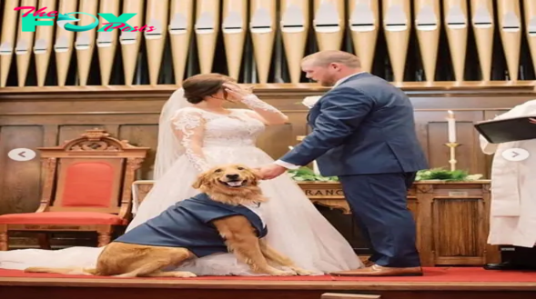 NN.”Following a 530-day hiatus, Nico, the beloved dog companion, made a heart-melting cameo at the owner’s wedding, evoking a cascade of emotions that resonated deeply with both family members and attendees.”