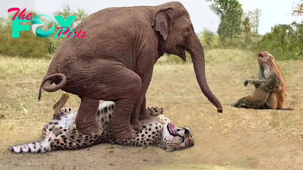 dung..Heroic Motherly Act: Witness the Brave Elephant Shielding Her Baby Monkey from a Leopard’s Threat..D