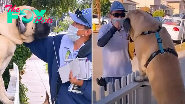 /1.Every day at 8 a.m, the 180-pound dog Molly always stands in front of the fence gate, eagerly waiting for the mailwoman just to say hello and give a tight hug.